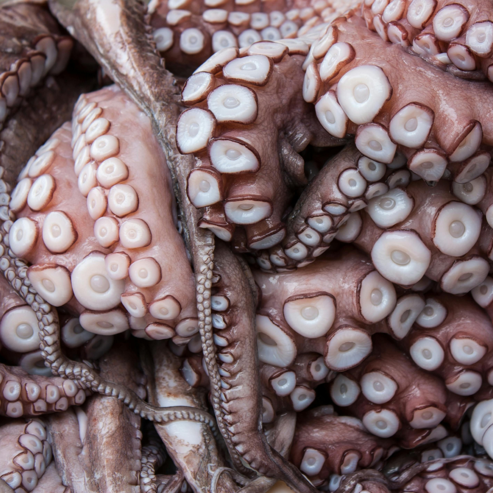 Whole Octopus (1kg)